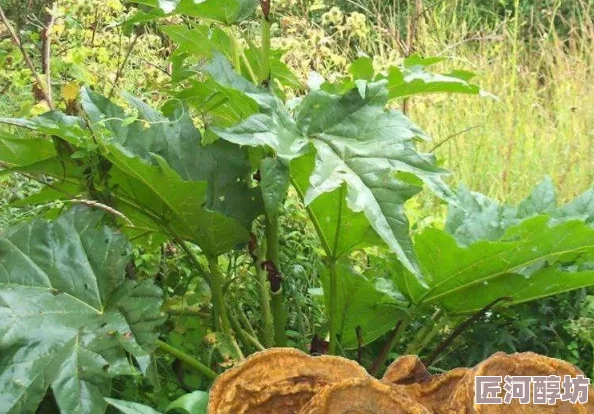 中国一级特色大黄以其独特风味和药食同源为何让人追捧